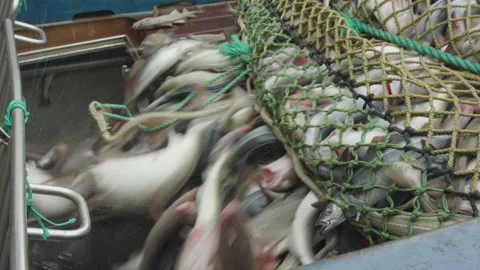 Trawler lifts the trawl. Stock Footage 155243781