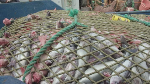 Trawler lifts the trawl. Vídeos de archivo 155625512