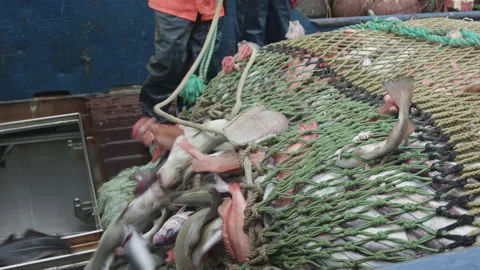 Trawler lifts the trawl. Vidéo 155633952
