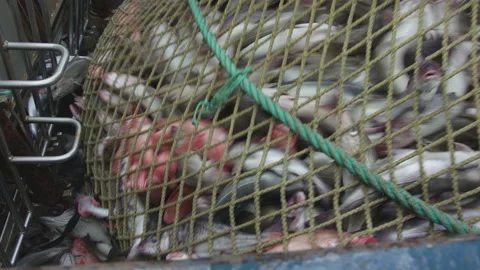 Trawler lifts the trawl. Vidéo 155634658