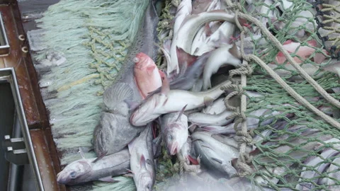 Trawler lifts the trawl. Vidéo 155636404