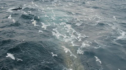 Trawler lifts the trawl. Vídeo Stock 172099437