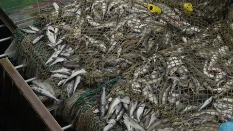 Trawler lifts the trawl. Vidéo 172101245