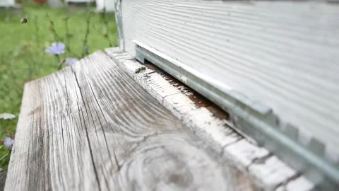 Tray on beehive with number of bees Stock Footage 137731668