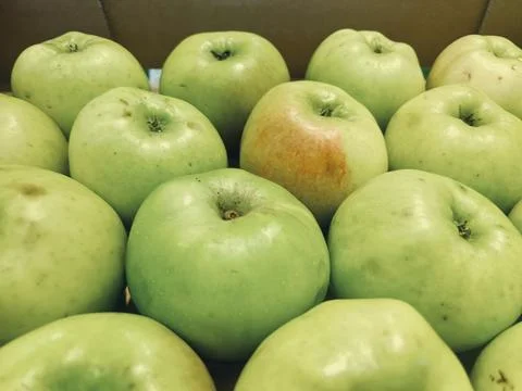 Tray of Bramley Apples Stock Photos