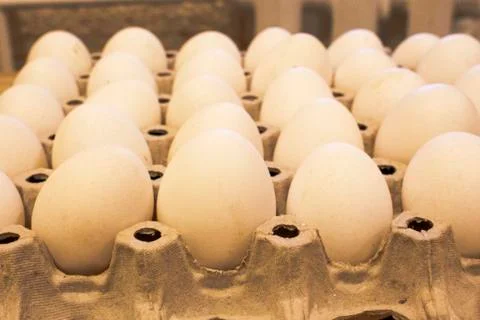 Tray with chicken eggs is on the table Stock Photos