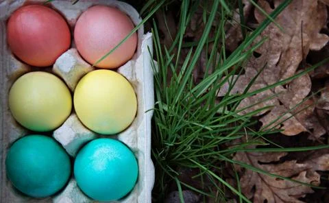 Tray with Easter colorful eggs on the grass in the spring forest. Fotos de archivo