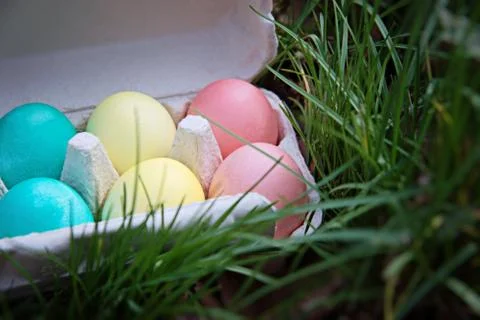 Tray with Easter colorful eggs on the grass in the spring forest. Stock Photos
