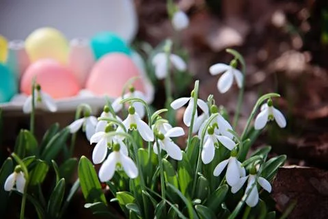 Tray with Easter colorful eggs on the grass next to blooming snowdrops in the Fotos de archivo