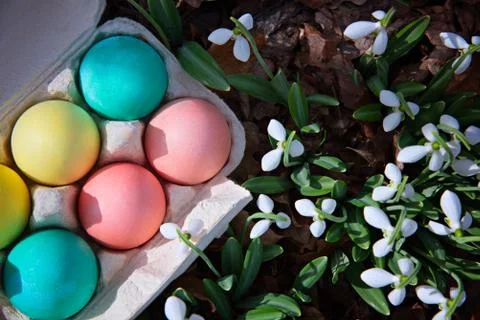 Tray with Easter colorful eggs on the grass next to blooming snowdrops in the Stock Photos