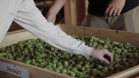 Tray full of beer hops Stock Footage 116838030