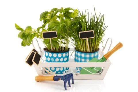 Tray kitchen herbs Stock Photos