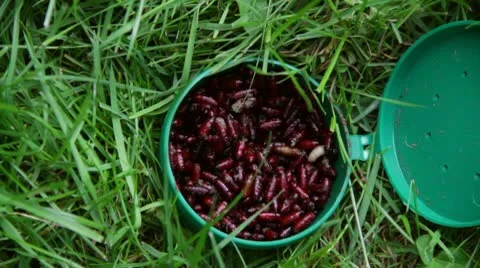 A Tray With Maggots Video stock 10730763