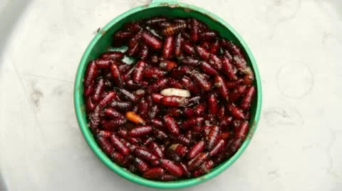 A Tray With Maggots Stock Footage 10730767