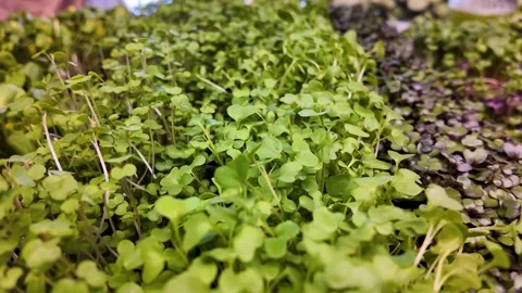 Tray of multicolored micro greens Stock Footage 287372414