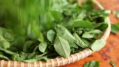 A tray of Pucuk manis Stock Footage 76250421