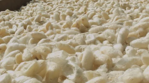 A tray of silkworm cocoons Stock Footage 48008432