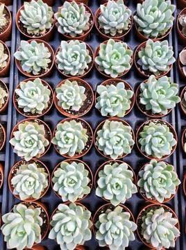 A tray of tiny echeveria succulent plants Stock Photos