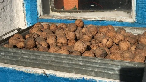 Tray with walnuts in the fall. Stock Footage 96864113