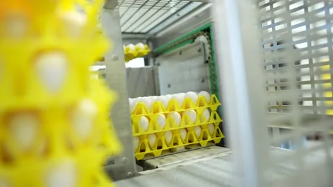 Trays filled with eggs are inside a machine designed for incubating them. The Video stock 330912777