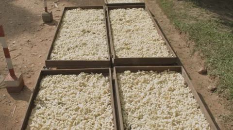 Trays of silkworm cocoons at a silk farm in Siem Reap Cambodia Stock Footage 48008161