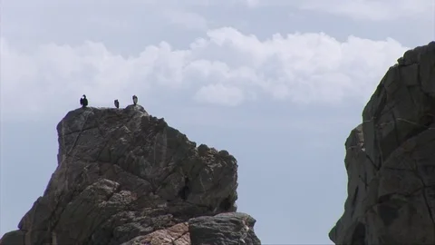 Tre cormorants on the cliff Stock Footage 76156109