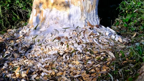 Tre cut by a beaver in a riverside forest Vidéo 143635872