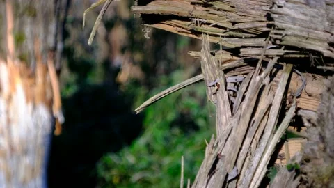 Tre cut by a beaver in a riverside forest Stock Footage 143637042