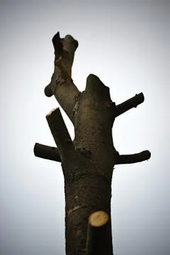 Tre with cut branches Stock Photos