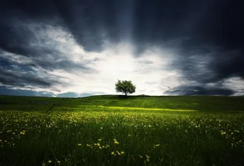 Tre rays Stock Photos