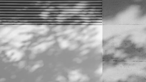 Tre shadow motion in wind breeze through sun light reflect to wall background Stock Footage 161077516