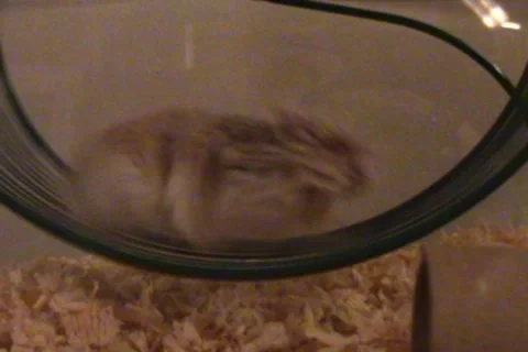 Treadmill of life Stock Footage 9451633