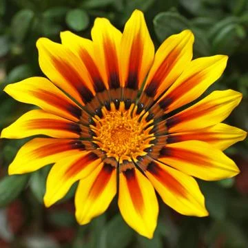 Treasure flower Foto stock
