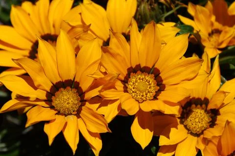 Treasure flower Stock Photos
