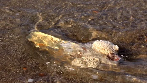 Treasure Gold Bars on a beach Stock Footage 92573330