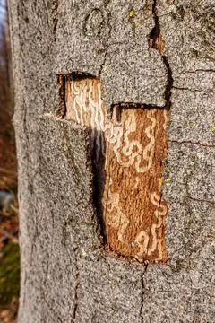 Is that a treasure map? Stock Photos