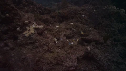 Treasure scattered on ocean reef Stock Footage 111839665