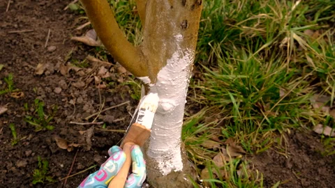 Treat a tree trunk in the garden. Selective focus. Stock Footage 305751513