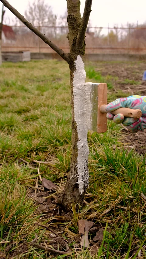 Treat a tree trunk in the garden. Selective focus. Stock Footage 305752998