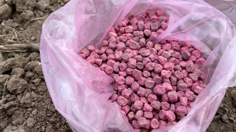 Treated Pea Seeds Ready for Sowing in Farmland – Organic Agriculture Stockbeeldmateriaal 319977954