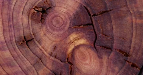 Treated wood of the larch tree with annual rings, treated for decoration a Stock Footage 305229976