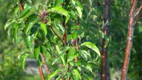Treating apple trees from diseases. Stock Footage 117778614