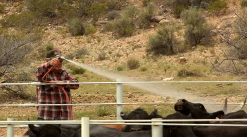 Treating Cattle with Hoses HD 30P 5s Stock-Footage 4735930