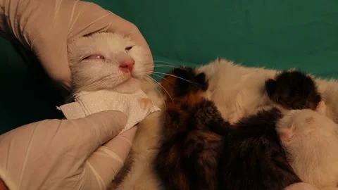 Treating a nursing cat for severe respiratory infection. Stock Footage 150459952