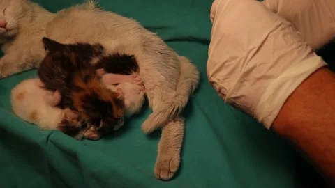 Treating a nursing cat for severe respiratory infection. by an antibiotic Stock Footage 150472353