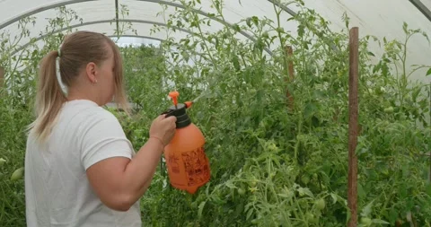 Treatment of tomatoes from parasites with a special solution from a sprayer. In Video stock 303783700