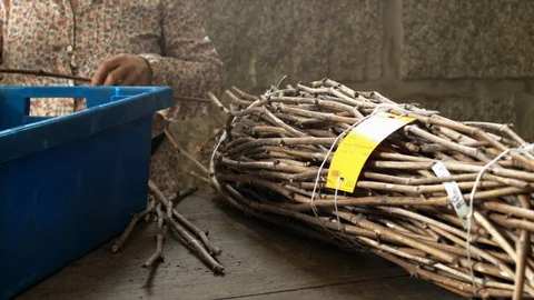 Treatment of vines. Stock Footage 87558237