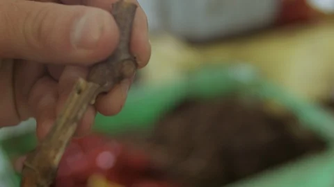 Treatment of vines. Stock Footage 87558285