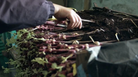 Treatment of vines. Stock Footage 87558432