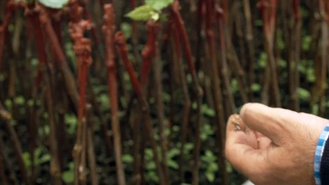 Treatment of vines. Stock Footage 87558435